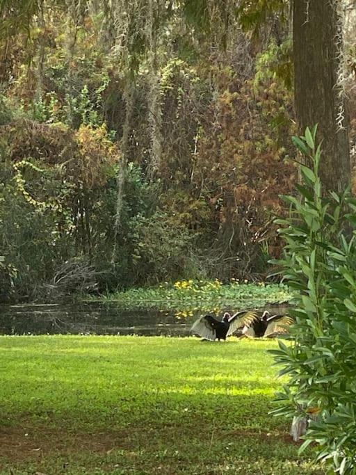 Professor Rousseau'S Manatee Bay Apartamento Crystal River Exterior foto